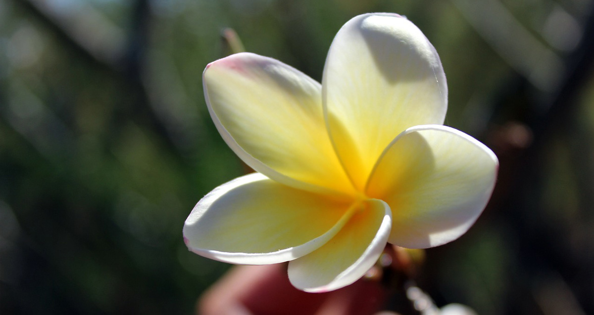 Fleur de Tiaré de Tahiti